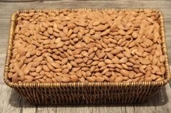 KAYISI ÇEKİRDEĞİ (KG)